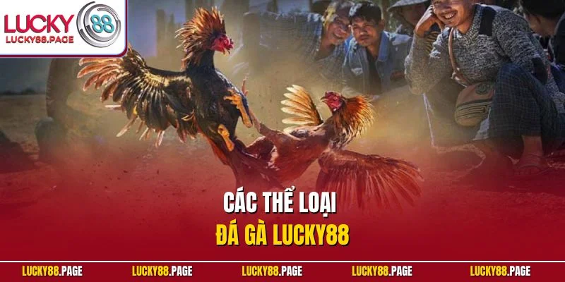 Các thể loại đá gà Lucky88
